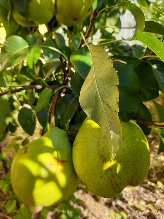 Pomi fructiferi certificati