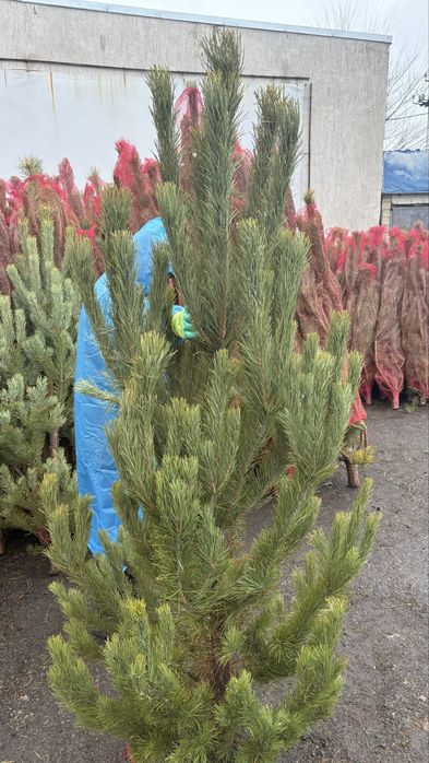 Елки новогодние опт живые