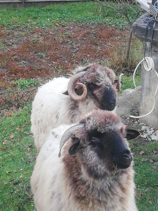 Vând un un berbecuț și 2 mioare