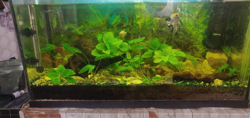 Acvariu cu pesti 126 litri