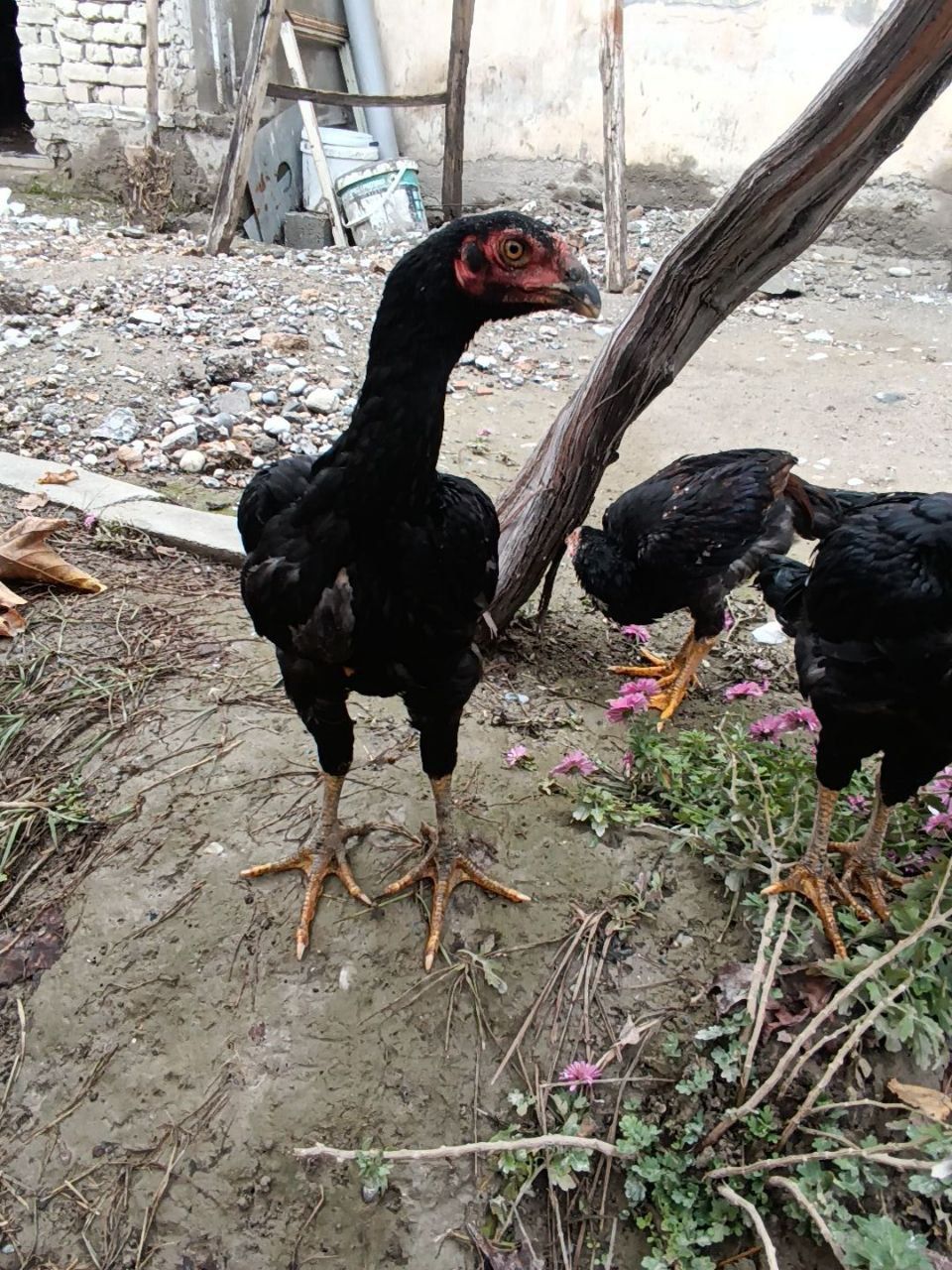 Dakan xoroz zudlik bilan sotiladi