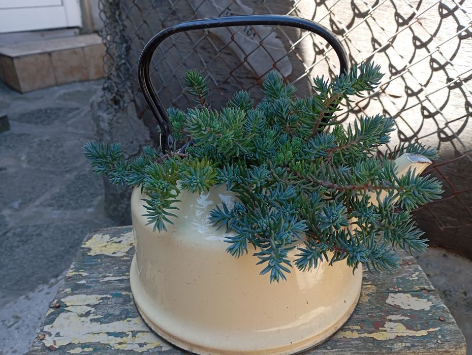 Градински цветя многогодишни