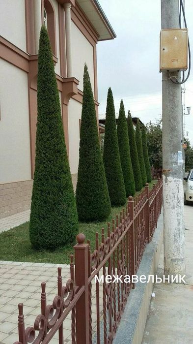 Archa daraxtlarga shakl beramiz,gullar ekamiz gazon ekamiz