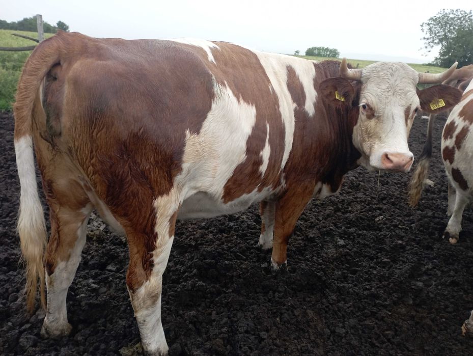 Vaca bălțată romanesca a doua fatare