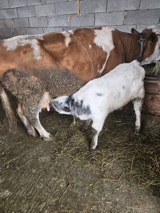 Vând vacă cu vitel