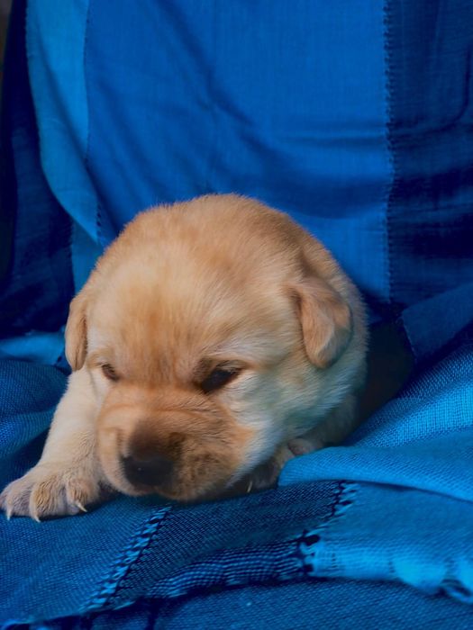 Pui Labrador Retriever cu Pedigree Tip A