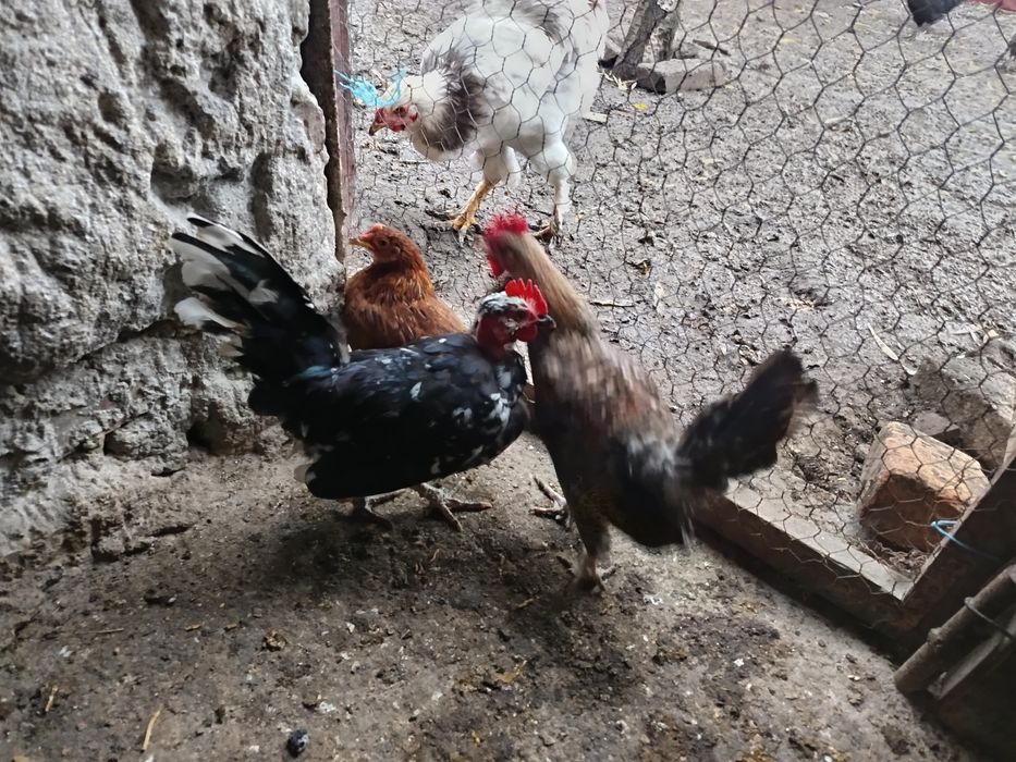 Vând cocoși la alegere