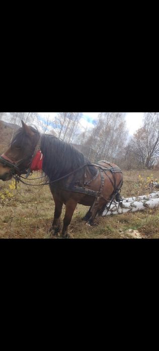 Iapa gestanta de 7 luni