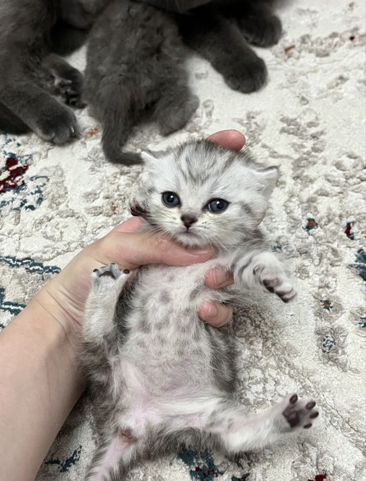 Котята в хорошие руки, игривые и чистенькие