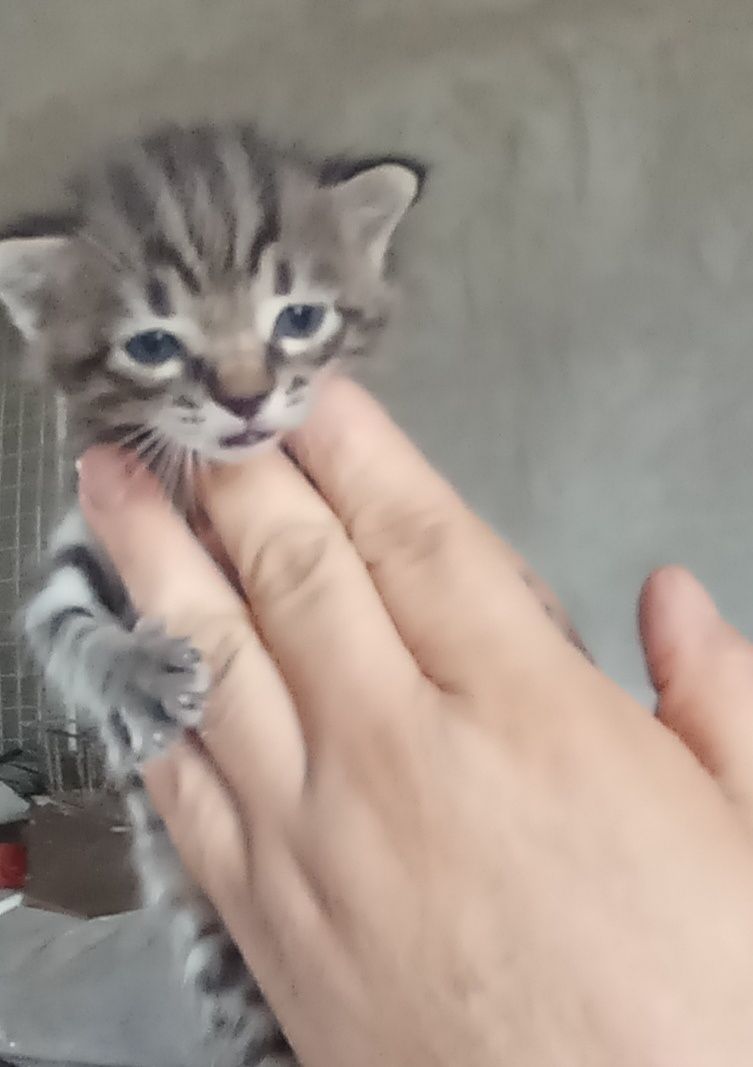 Mushuk bolasi tekin berladi