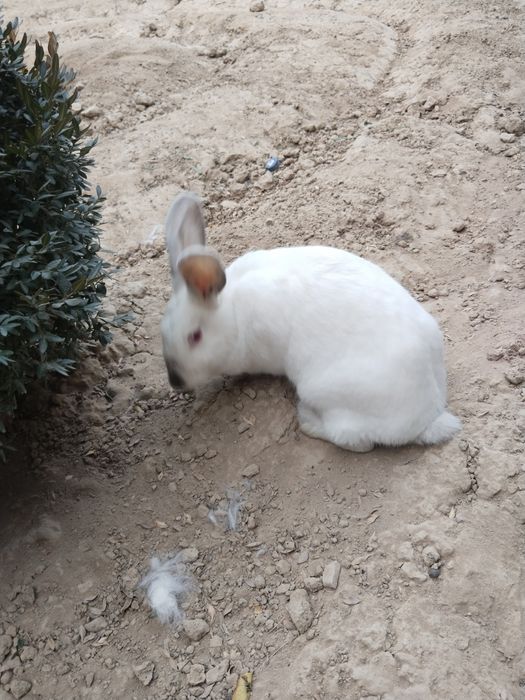 Boğoz quyonla sotiladi