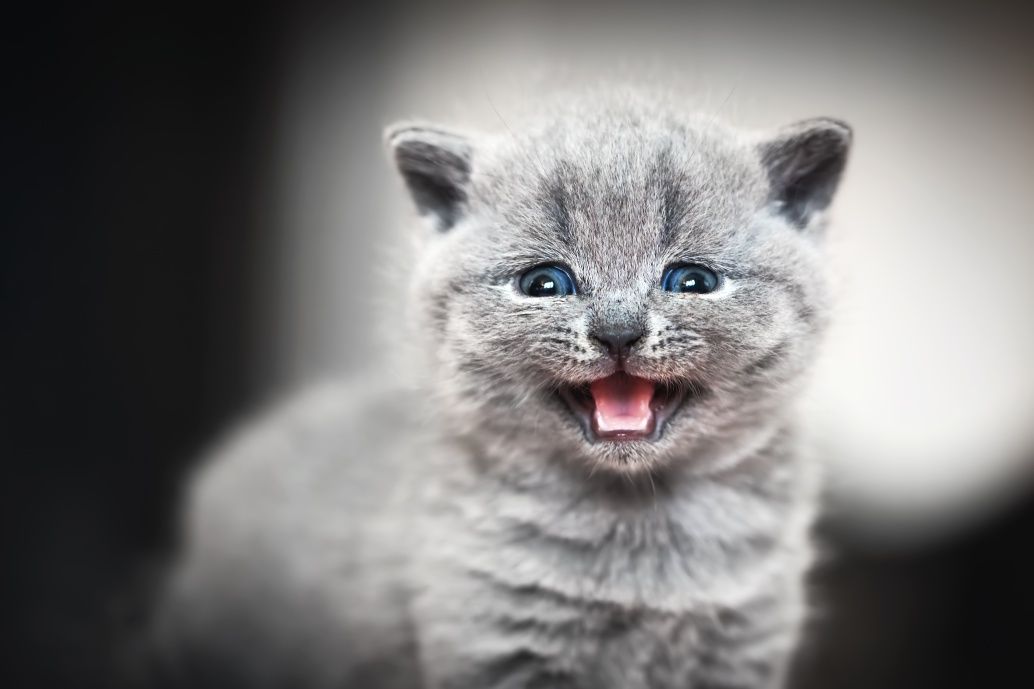 Британски сини котенца