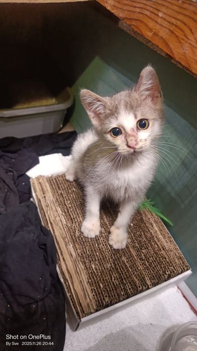 Неко - шепа любов