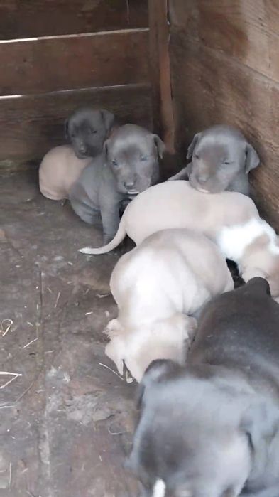 Pitbul bollari sotiladi.щенки питбуля на продажу