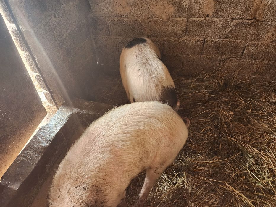 Продаю свиней домашние