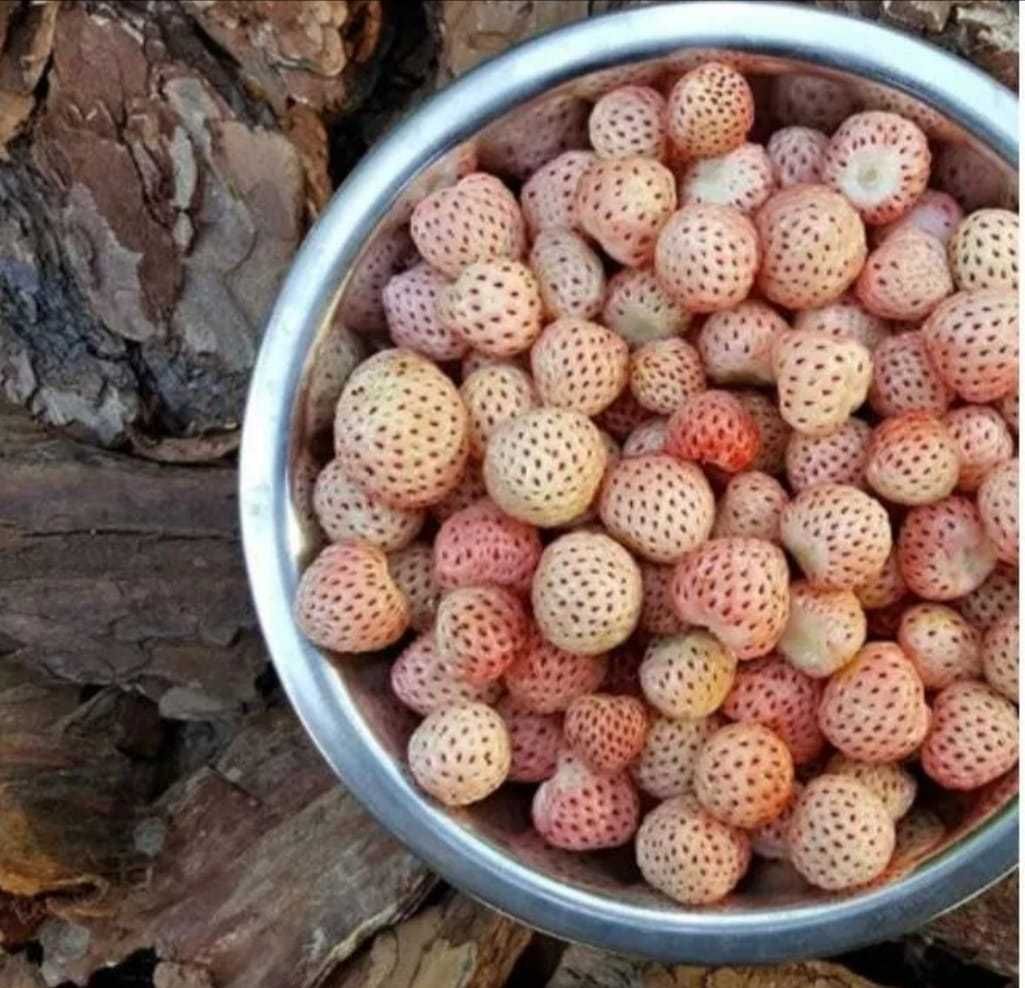 Бяла ананасова ягода