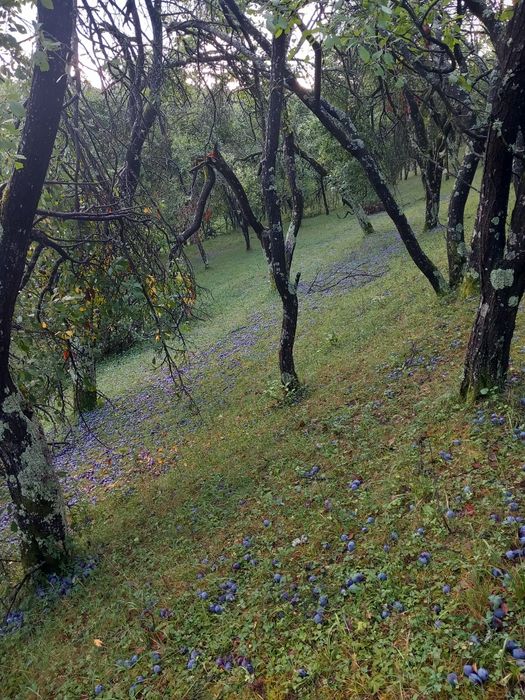 Prune roșii recoltate