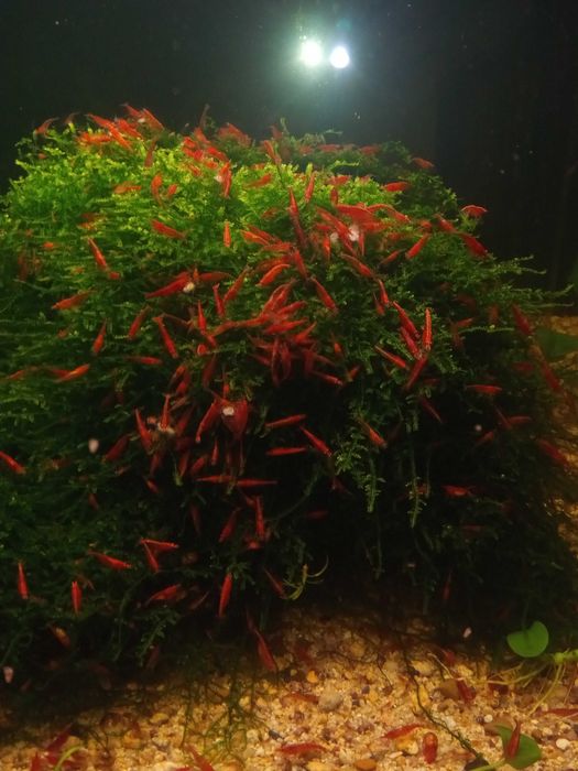 Явански мъх и скариди ред чери за аквариум