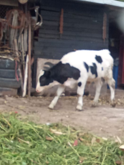 Vand vitel de 4 luni de tinut sau de taiat