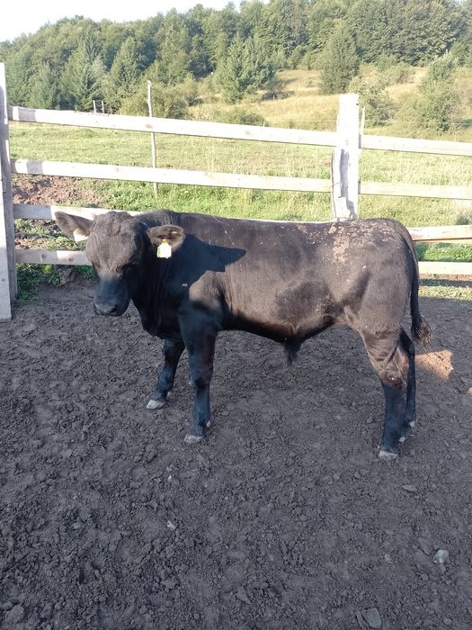 Tăurași de angus cu origine