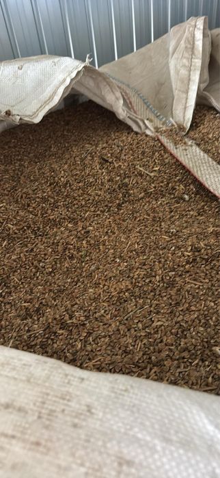 Vand samanta de sparceta si orz