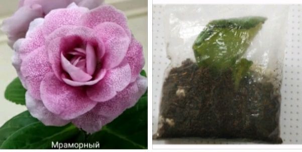 Укоренные листочки глоксиний с ростками.