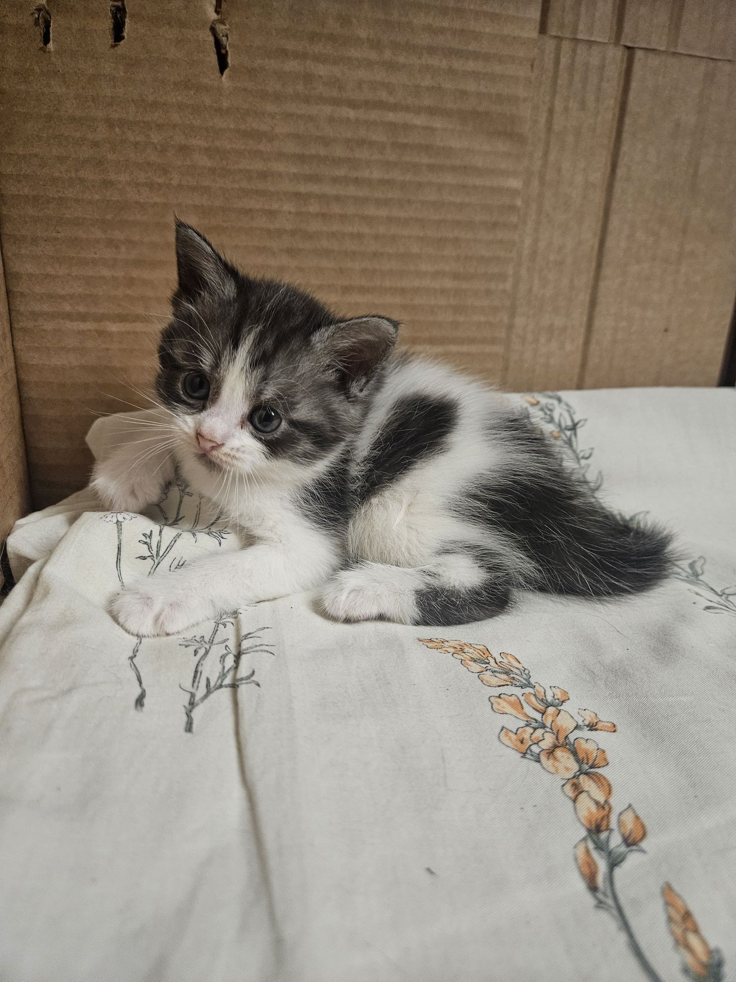 Отдам котёнка девочка
