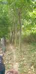 copaci paulownia
