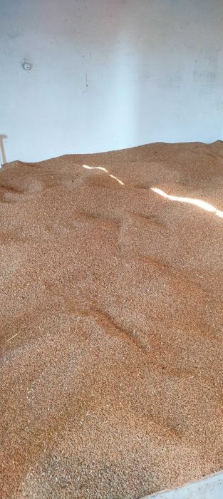 Vând grau producție 2025