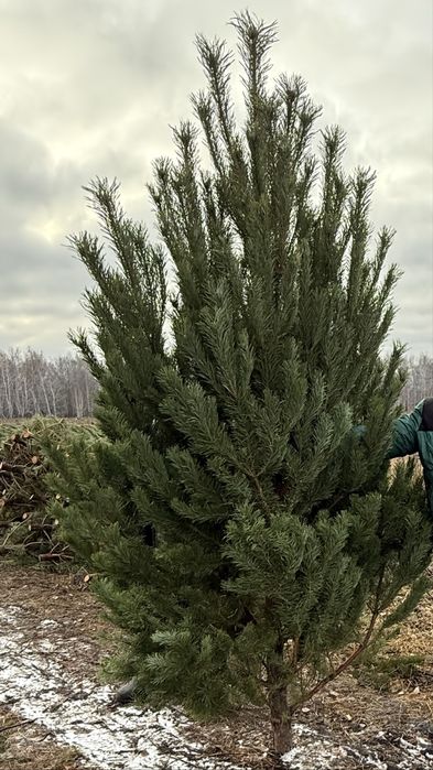 Елка новогодняя, пышная сосна оптом