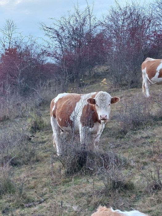 Vând taur bălțata românească