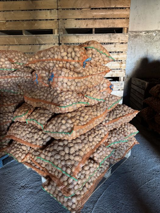 Cartofi sămânță Marabel (Elita 2024 Europlant)