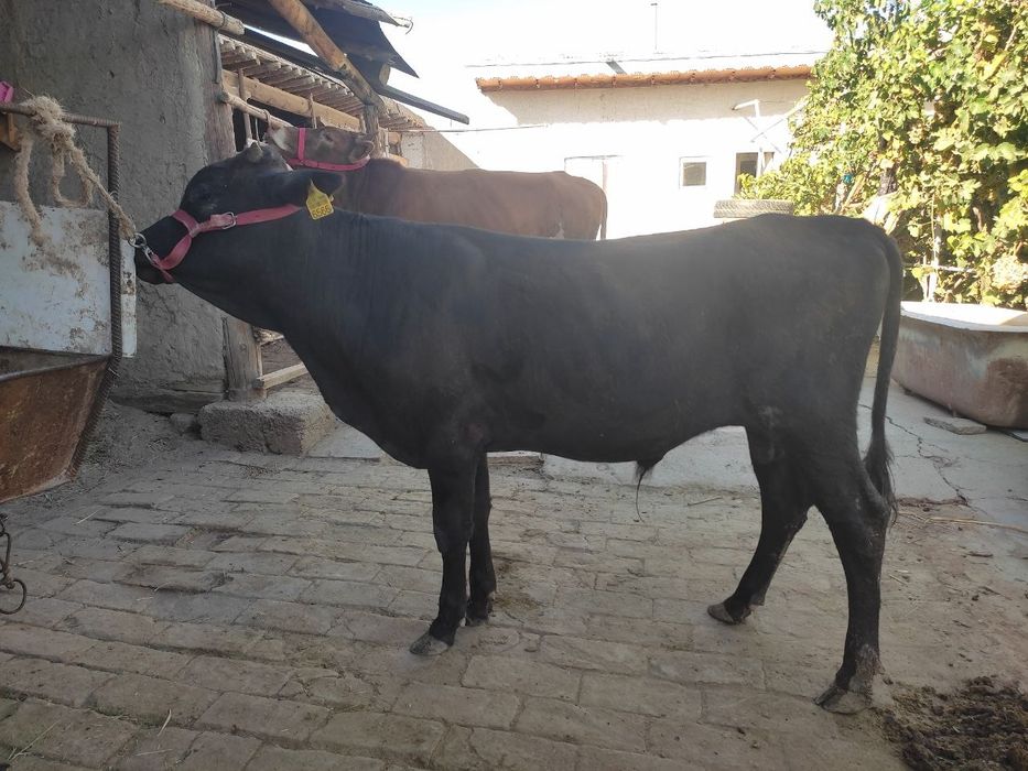 Mollar sotiladi 1ta sigir 2ta xoʻkiz