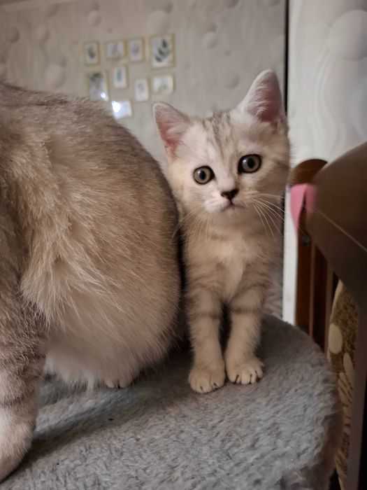 Продам кошечку шотландку