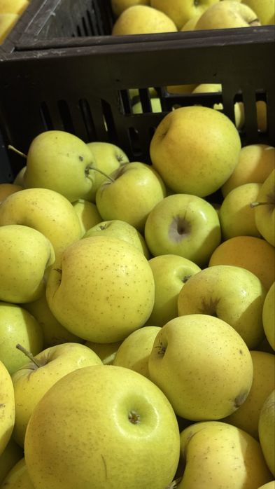 Яблоки сорт золотое превосходное Ессикские