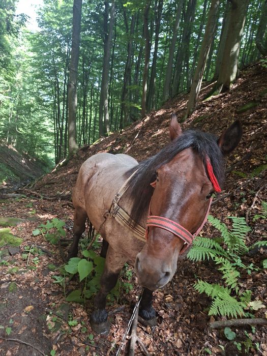 De vânzare cal de 4 ani