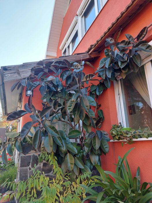 Ficus de vanzare