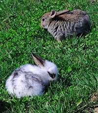Кролики цена по 2000