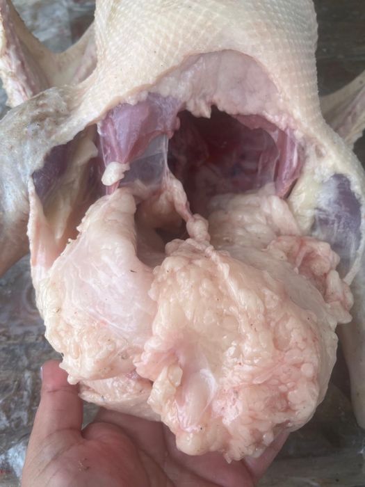 Қолдың қазы  ақтөбе