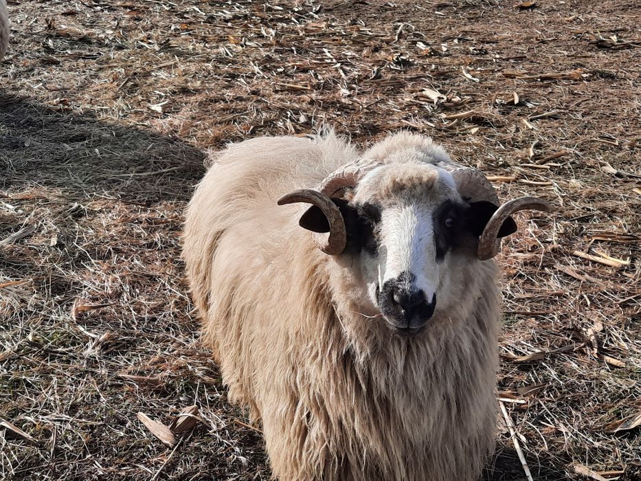 Vând 3 berbeci vârsta 1 an