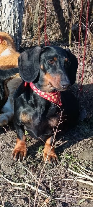 Femela Teckel 2 ani jumate