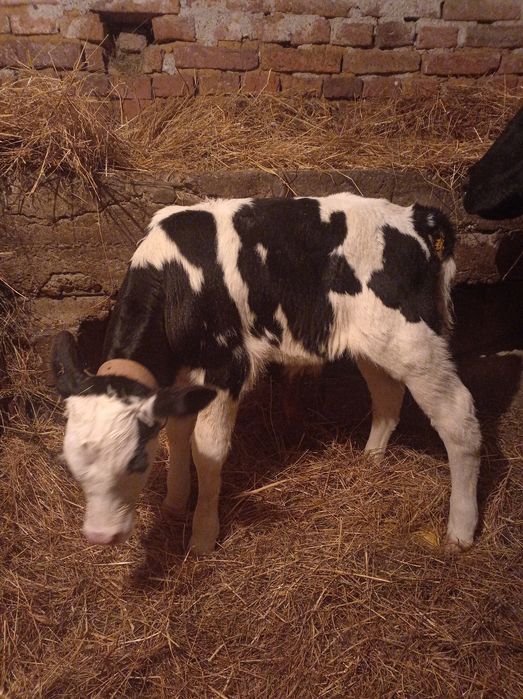 Продавам мъжко теле новородено