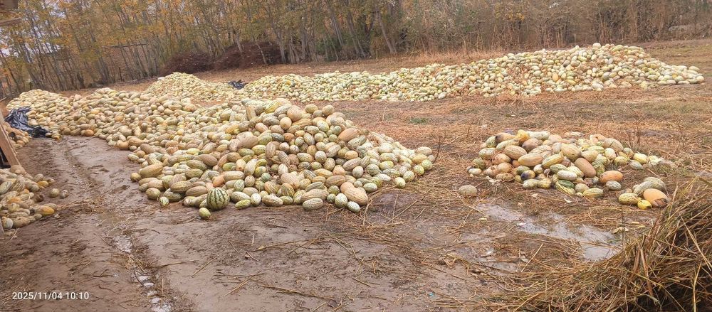 ем, корма, Ковун хом-пишик аралаш 200 ТОННА, Жиззах, Арнасойда