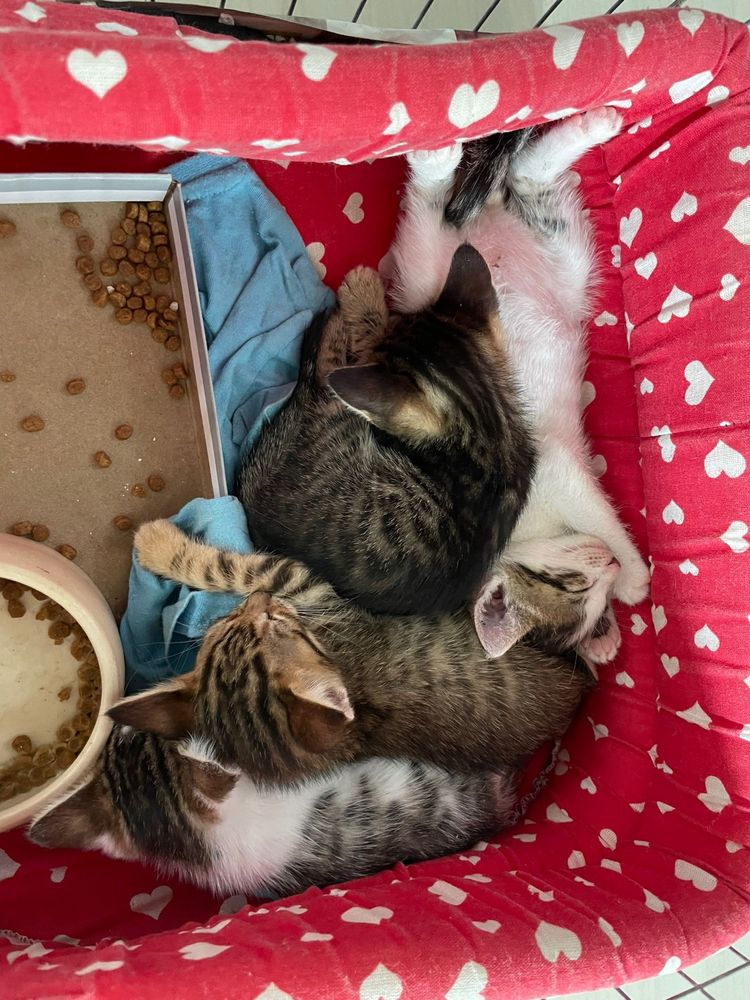 4 pisoi salvati - 2 baieti, 2 fetite - cauta familii iubitoare