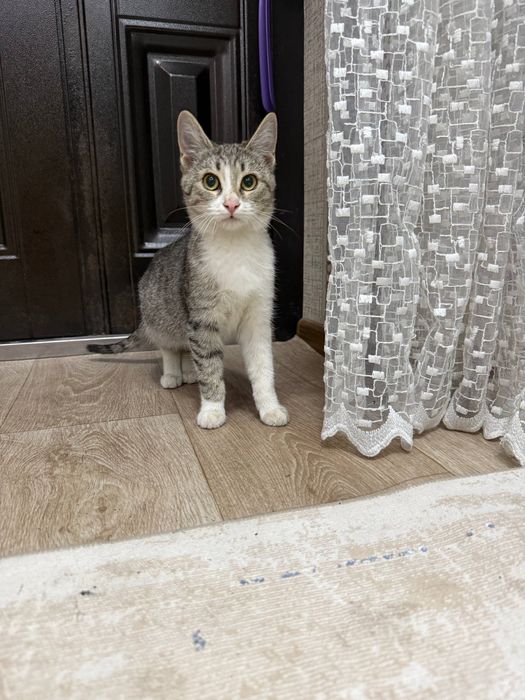 Котята отдаем в хорошие руки