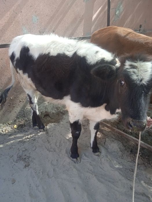 Соглом хурон гуножин сотилади