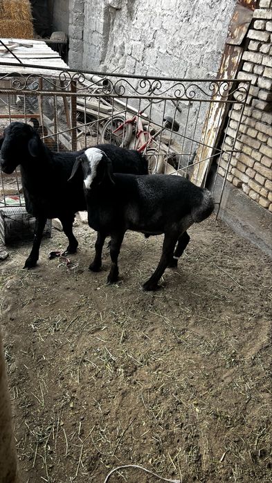 2ta quchqorcha sotiladi