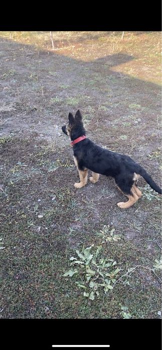 Немецкая овчарка