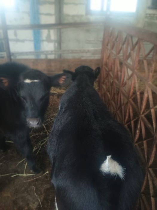 Vand 2 vitei de carne