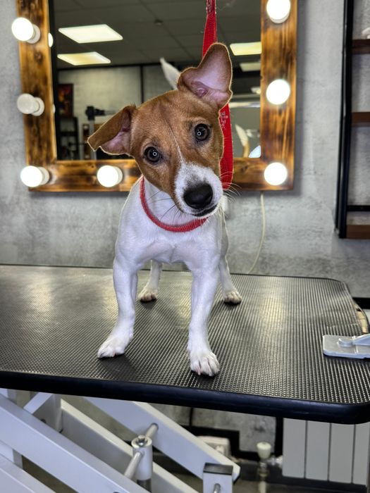 Отдам в хорошие руки собаку породы Джек Рассел Терьер